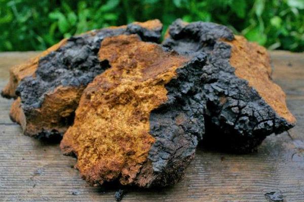 桦树茸的食用方法,附功效与作用