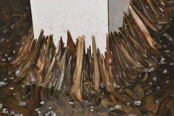 水蛭养殖的困难及风险,养殖需谨慎