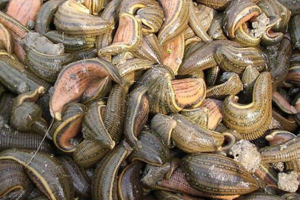 水蛭养殖的困难及风险,养殖需谨慎