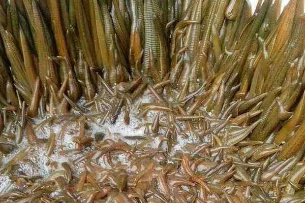 水蛭养殖的困难及风险,养殖需谨慎