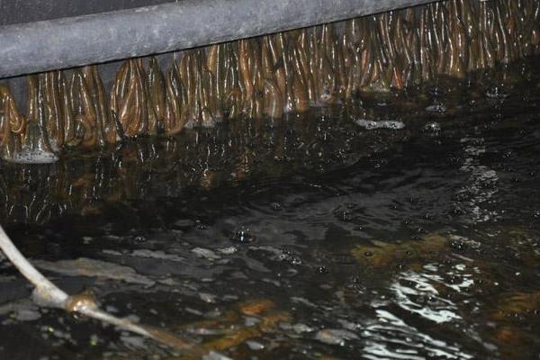 水蛭养殖的困难及风险,养殖需谨慎