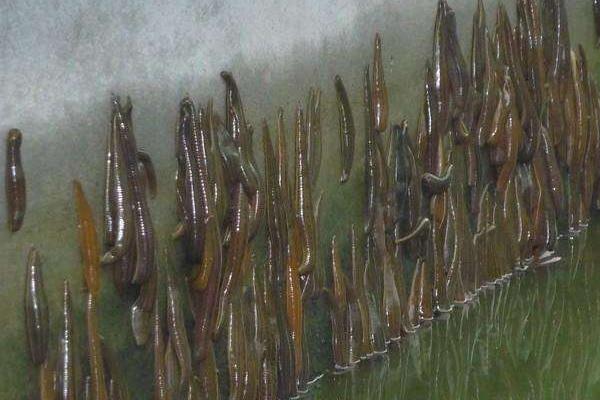 水蛭养殖的困难及风险,养殖需谨慎