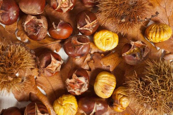 栗子内皮能吃吗?怎么快速把栗子内皮剥完?