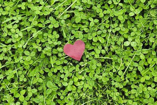 三叶草种植方法和时间