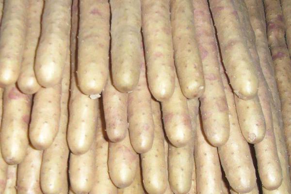 河北山药产地在哪里,批发市场在哪里