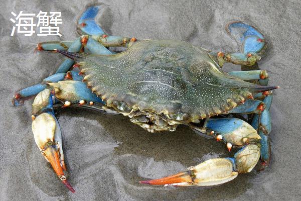 河蟹和海蟹哪个贵?哪个更好吃?
