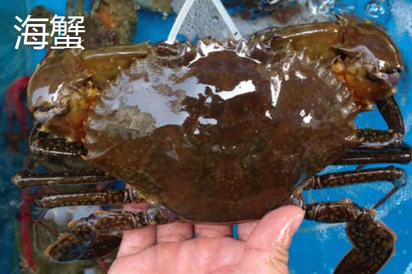 河蟹和海蟹哪个贵?哪个更好吃?