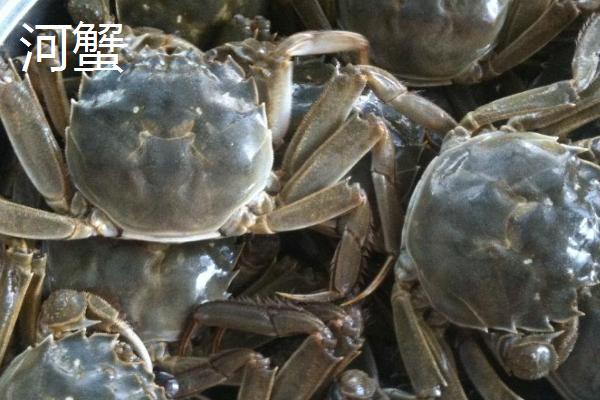 河蟹和海蟹哪个贵?哪个更好吃?