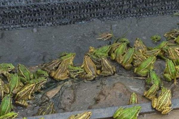 青蛙养殖项目怎么样,附前景分析