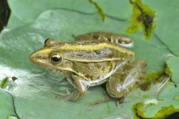青蛙养殖项目怎么样,附前景分析