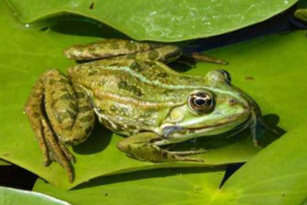 青蛙养殖项目怎么样,附前景分析