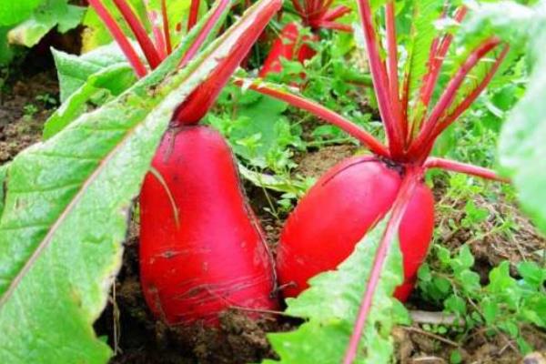 红萝卜的种植方法和时间,附种植技术