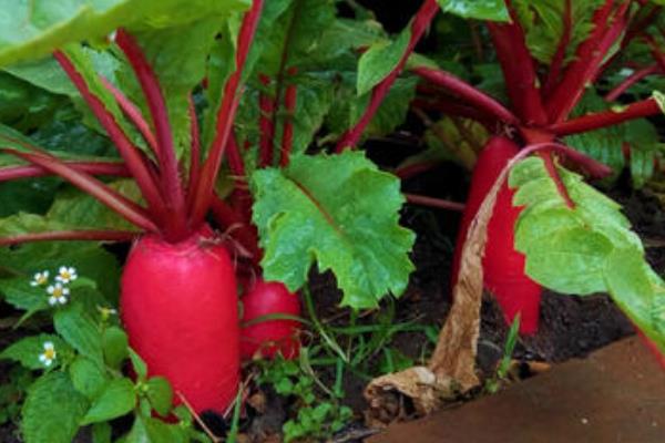 红萝卜的种植方法和时间,附种植技术