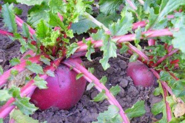 红萝卜的种植方法和时间,附种植技术