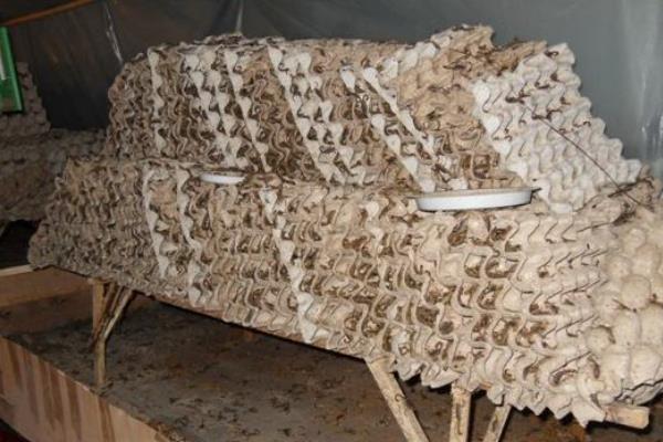 养殖蝎子大概投资多少钱,一亩地可以养多少