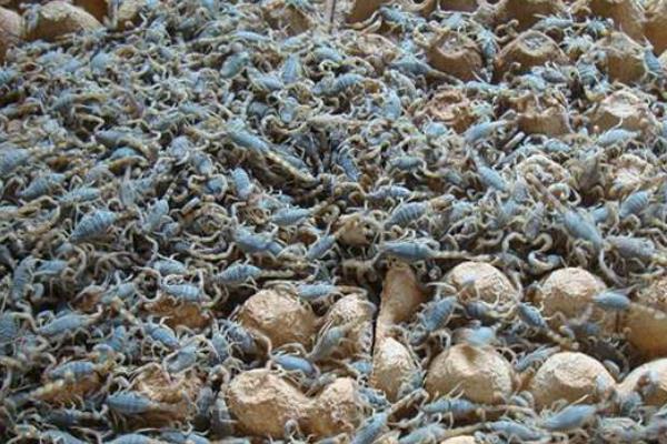 养殖蝎子大概投资多少钱,一亩地可以养多少