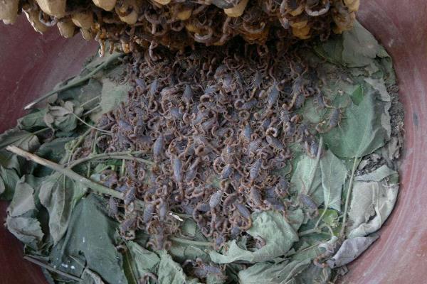 养殖蝎子大概投资多少钱,一亩地可以养多少