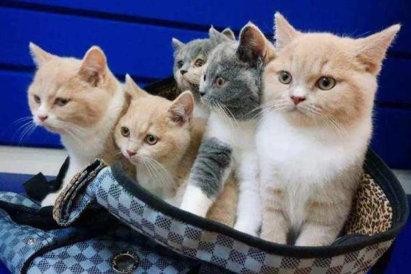 各种动物耳朵像什么,分别有什么特点