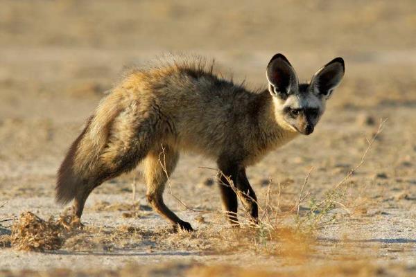 各种动物耳朵像什么,分别有什么特点