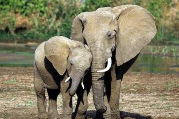 各种动物耳朵像什么,分别有什么特点