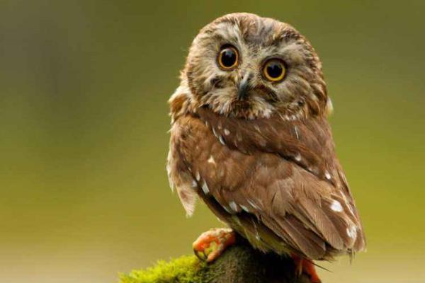 各种动物耳朵像什么,分别有什么特点