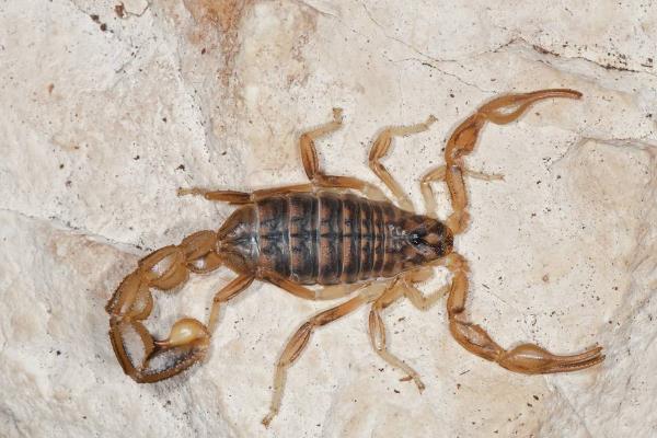 养殖蝎子大概投资多少钱,一亩地可以养多少