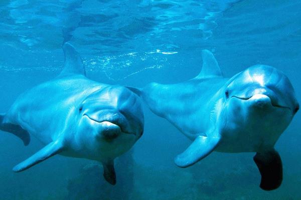 各种动物耳朵像什么,分别有什么特点