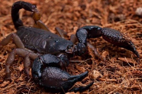 养殖蝎子大概投资多少钱,一亩地可以养多少