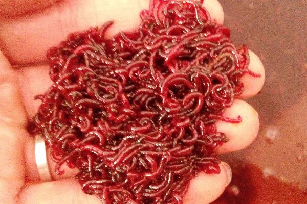 红线虫怎么养殖,一年收入有多少