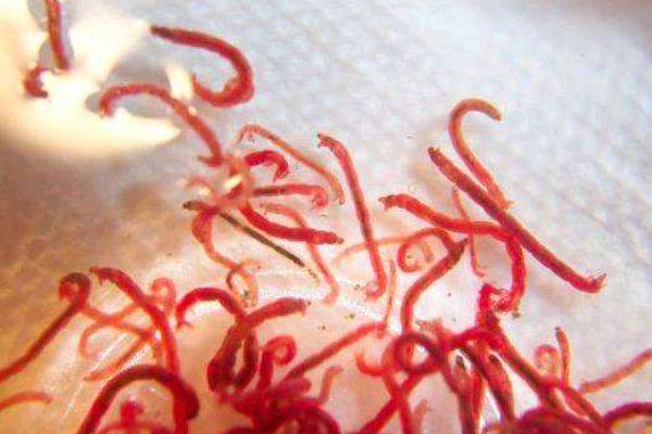 红线虫怎么养殖,一年收入有多少