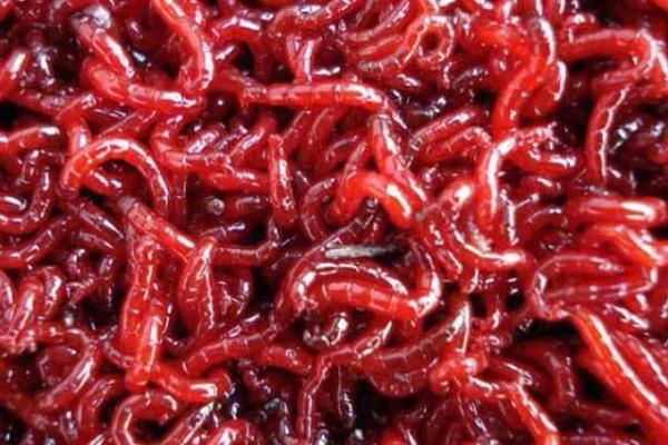 红线虫怎么养殖,一年收入有多少