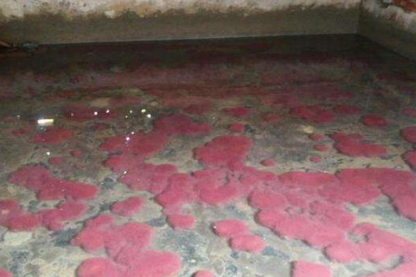 红线虫怎么养殖,一年收入有多少