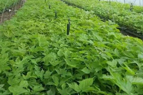 构树种植一亩年收入,附成本分析