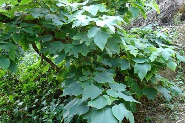 构树种植一亩年收入,附成本分析