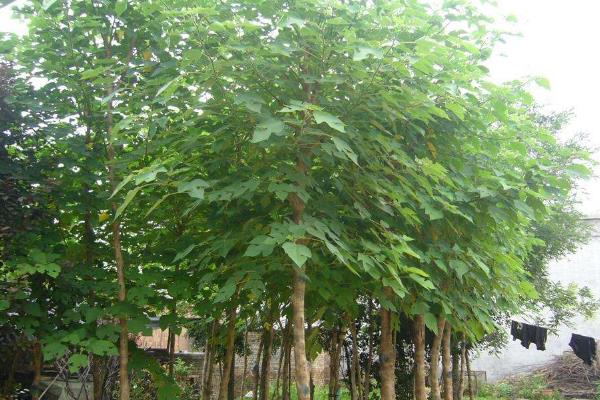 构树种植一亩年收入,附成本分析