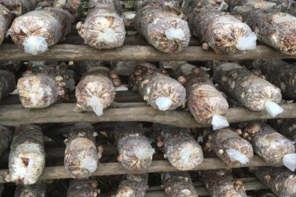 香菇怎么种植方法,附栽培注意事项