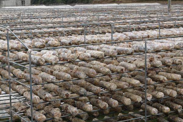 香菇怎么种植方法,附栽培注意事项