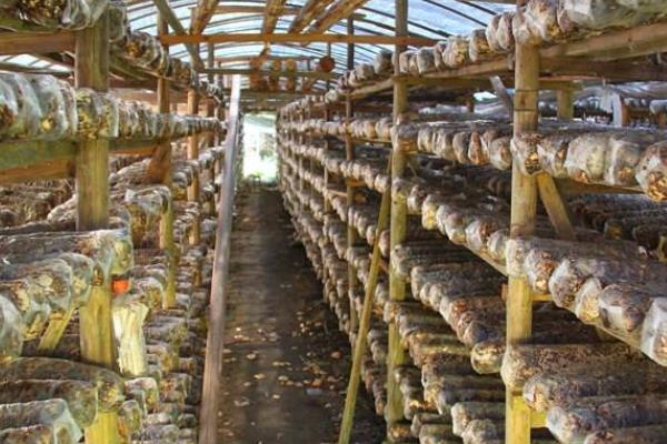 香菇怎么种植方法,附栽培注意事项