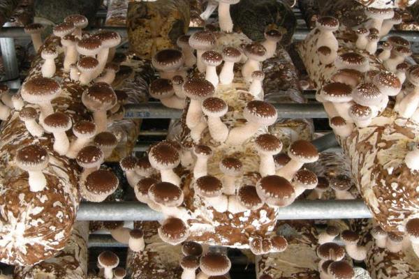 香菇怎么种植方法,附栽培注意事项