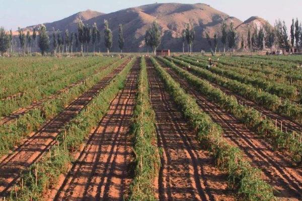 种植枸杞的利润与成本,几年有利润
