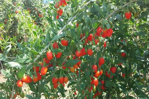 种植枸杞的利润与成本,几年有利润