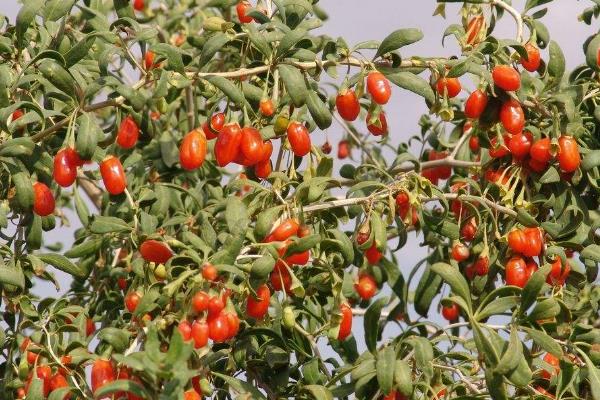 种植枸杞的利润与成本,几年有利润