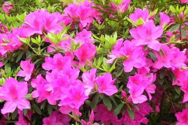 杜鹃花的养殖方法和注意事项,附过冬技巧