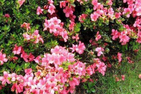 杜鹃花的养殖方法和注意事项,附过冬技巧