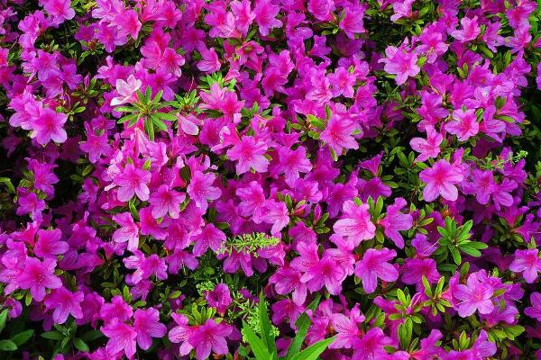 杜鹃花的养殖方法和注意事项,附过冬技巧