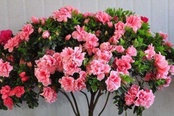 杜鹃花的养殖方法和注意事项,附过冬技巧