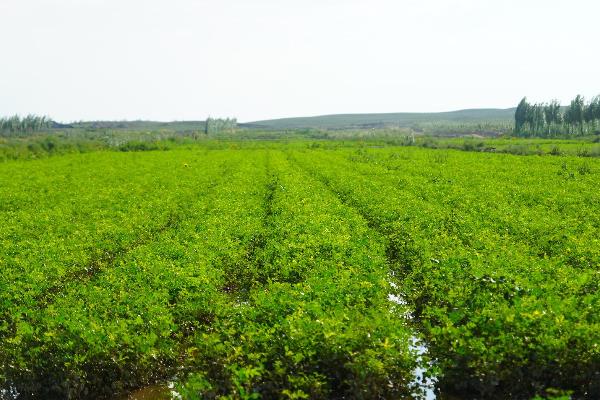 甘草种植技术及亩收益