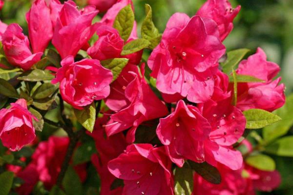 杜鹃花的养殖方法和注意事项,附过冬技巧