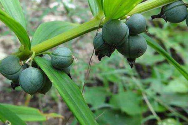 种植黄精有前途吗,亩产量多少,价格都少钱一斤