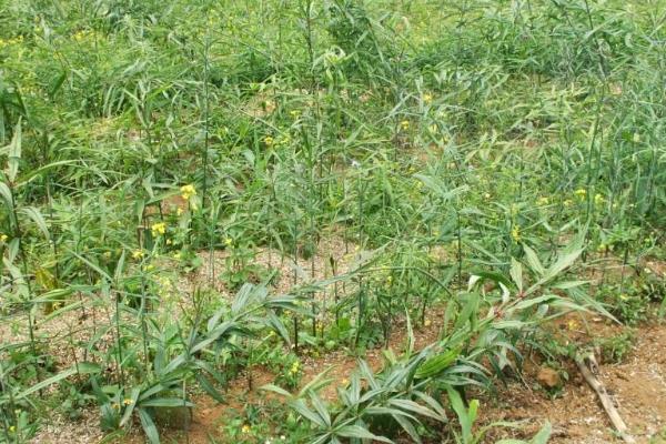 种植黄精有前途吗,亩产量多少,价格都少钱一斤